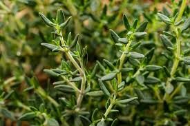 Thyme Herb