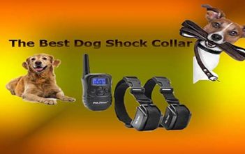The Best Dog Training (Shock) Collars in 2021 The best dog shock collars